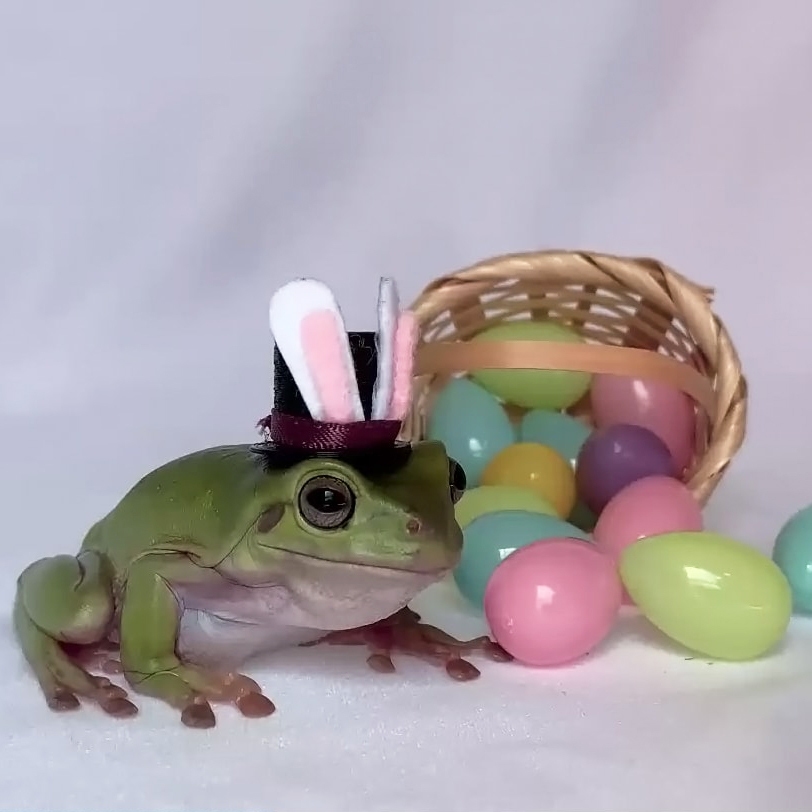 Betty Cadbury bunny Betty Cadbury bunny